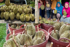 Kabupaten Lahat Kaya Penghasil Durian Berlimpah, Lumbung Lokal Penopang Ekonomi Masyarakat