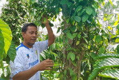 Mengintip Strategi untuk Ketahanan Petani di Lahat