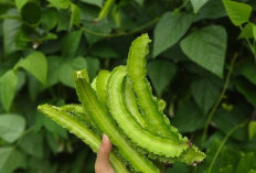 Selain Lezat Kacang Kecipir Miliki Manfaat Kesehatan, Ini 7 Manfaat Kesehatan Kacang Kecipir 