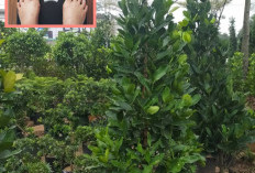 Mau Tau Cara Turunkan Berat Badan ? Berikut 5 Rekomendasi Jenis Tanaman Obat  