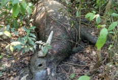 Inilah Penjelasan Dinas TPHP Lahat Soal Puluhan Kerbau Meninggal Terserang Penyakit