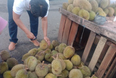 Durian Jambi Masuk Lahat