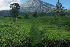 Inilah Gunung Sindora Jawa Tengah, Yang Memikat Para Pendaki dan Pencinta Alam