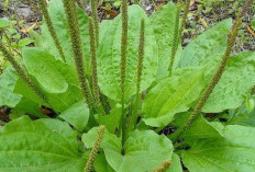 Inilah Rahasia Kecantikan dari Daun Sendok! Tanaman Obat Ajaib untuk Kulit Sehat dan Bercahaya Alami