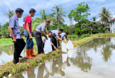 Ketahanan Pangan Lewat Budidaya Ikan Nila