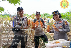 Ketahanan Pangan, Panen Jagung di Desa Tanjung Tebat