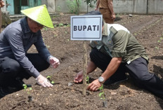 Macak Upaya Tekan Inflasi