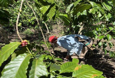 Petani Kopi Harapkan Berbuah Lebat