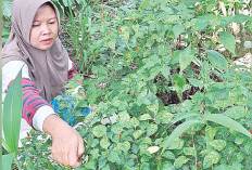 Dari Kebun ke Dapur, Cara Sederhana Linda Menjaga Ketahanan Pangan Keluarga