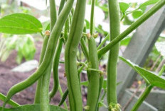 Cocok Untuk Diet Ini Dia 6 Manfaat Tanaman Buncis Untuk Kesehatan