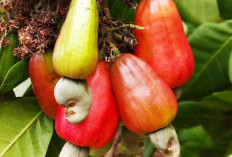 Waw! Pohon Jambu Mete Terbesar di Dunia Capai 8.000 Meter