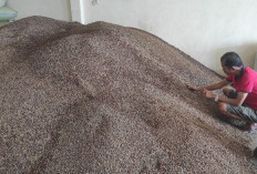 Fluktuasi Harga Kopi: Petani Empat Lawang Bersyukur Harga Menguat