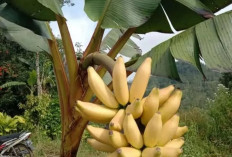 Manfaat Tanaman Obat Pisang untuk Kesehatan, Salah Satunya Sumber Energi Alami