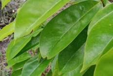 Inilah 5 Manfaat Tanaman Obat Daun Sirsak, Kaya Zat Besi, Vitamin dan Zinc