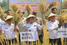 Kabupaten Lahat Bakal Programkan Uji Adaptasi Padi Vietnam