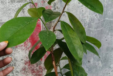 Tanaman Obat Daun Sirsak Menyimpan Banyak Khasiat Kesehatan, Salah Satunya Dapat Melawan Sel Kanker