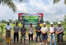 Polsek Merapi Panen Jagung Serentak di Lahan 1 Hektar