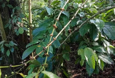 Harga Melejit, Kopi Petani di Pagar Alam Jadi Incaran Pencuri 