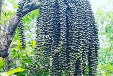 Manfaat Buah Aren Bagi Kesehatan, Si Kecil Rendah Kalori Cocok Untuk Diet