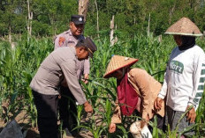 Cek Langsung Pekarangan Bergizi dan Berikan Bantuan Pupuk