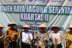 Kapolres Lahat Pimpin Panen Raya Jagung, Komit Ketahanan Pangan