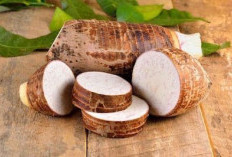 Tanaman Obat Talas Ternyata Ada di Lahat, Multifungsi untuk Kontrol Gula Darah, Diet Sehat, dan Kesehatan Usus