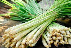 Rutin Mengonsumsi Serai? Dijadikan Tanaman Obat yang Bisa Didapat