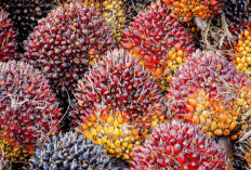 Harga TBS Sawit Sumsel Bulan Juli Naik Dratis, Tembus Rp.3.769 per Kg
