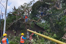 Gotong Royong Warga Bersama Petugas PLN ULP Muara Dua UP3 Lahat Bersihkan Jaringan Distribusi