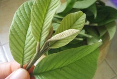 9 Manfaat Kesehatan Tanaman Obat Daun Jambu Biji, Nomor 5 Baik Untuk Orang Yang Sedang Program Diet