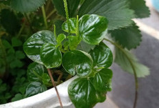 13 Khasiat Tanaman Obat Daun Sirih China, Nomor 7 Mempercepat Penyembuhan Luka