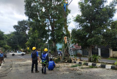    Cegah Potensi Bahaya Pohon Tumbang