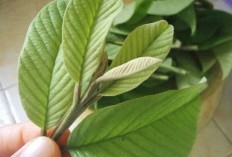 7 Manfaat Daun Jambu Biji Untuk Kesehatan, Nomor 2 Untuk Menurunkan Gula Darah