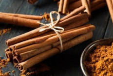 Tanaman Obat Kayu Manis, Penyeimbang Gula Darah dan Eksfolian Pencerah Kulit