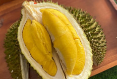 5 Makanan dan Minuman Ini Tidak Boleh Dimakan Bersama Durian