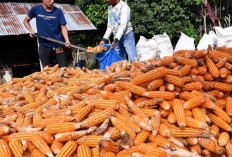 Simak! 3 Daerah Penghasil Jagung Terbesar di Indonesia