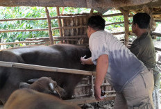 Populasi Kerbau Sapi Signifikan