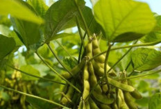 Ini Dia Manfaat Kacang Kedelai Untuk Kesehatan, Salah Satunya Baik Untuk Program Diet