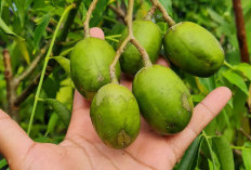Meski Asam Buah Kedondong Baik Untuk Kesehatan, Salah Satunya Meningkatkan Daya Tahan Tubuh