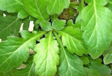 Manfaat Tersembunyi Tanaman Obat Daun Dewa! Lebih dari Sekadar Pengusir Nyamuk, Penumpas Nyeri dan Peradangan