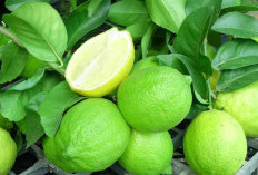 Ternyata Buah Lemon Mampu Mengurangi Resiko Kanker, Berikut 7 Khasiatnya Mengkonsumsinya, Nomor 5 Penting
