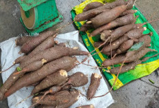 Manfaat Ubi Kayu Untuk Kesehatan, Salah Satunya Sumber Energi Yang Tinggi