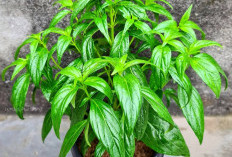 Simak! Manfaat Tanaman Obat Daun Sambiloto yang Perlu Kamu Tahu!