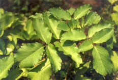 Daun Sedingin Dapat Menurunkan Demam, Ini Dia Beberapa Khasiat Dari Tanaman Obat Daun Sedingin
