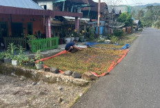 Petani Berkeluh Kesah, Harga Biji Kopi Robusta di Empat Lawang Anjlok