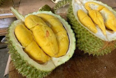 Apa Benar Durian Bisa Menyebabkan Kolesterol Tinggi? Ini Faktanya