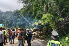 Pohon Tumbang Melintang Dijalan, Akses Jalan Terganggu
