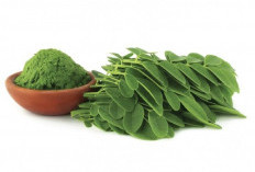 Daun Kelor: Tanaman Obat Super untuk Diet Sehat dan Awet Muda, Kaya Vitamin, Zat Besi dan Kalium
