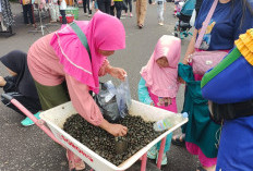  Sehat dan Bergizi, Ada Penjual Siput Air Tawar di Lahat