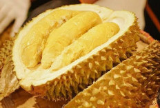 Jangan Ragu Jika Kalian Mengkonsumsi Durian, Ternyata Kaya Manfaatnya, Cek Kebenarannya!